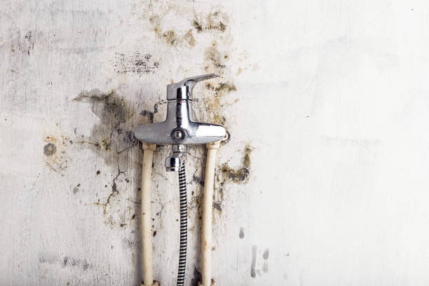 Inglis, FL Mold Removal Company