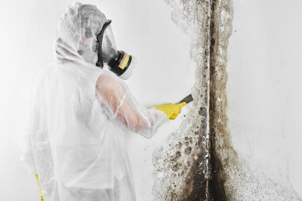 Best Mold Remediation  in Inglis, FL
