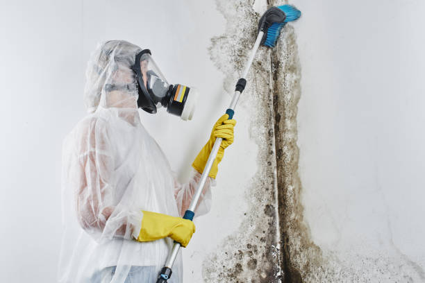Best Best Mold Removal Companies  in Inglis, FL