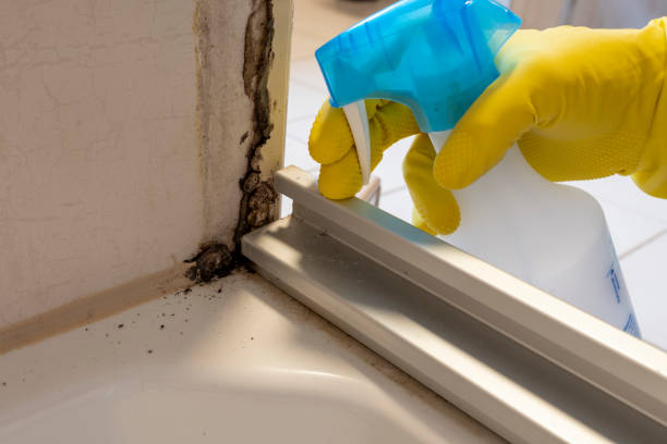 Best Emergency Mold Removal  in Inglis, FL